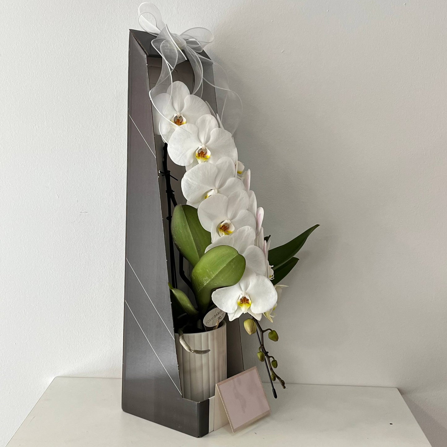 Orquídea Blanca Premium en Caja de Regalo