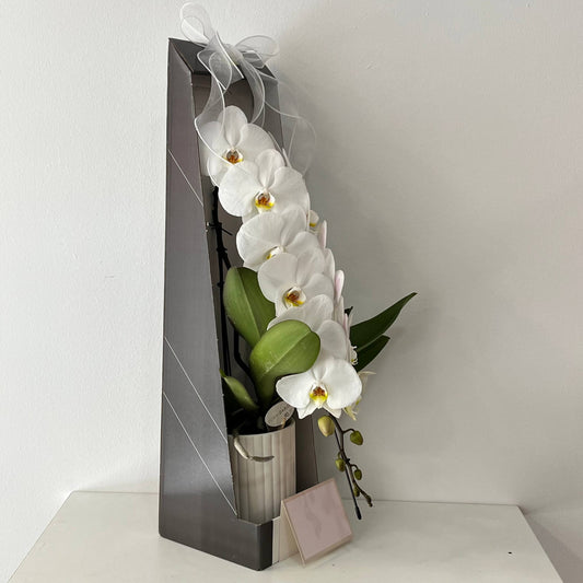 Orquídea Blanca Premium en Caja de Regalo