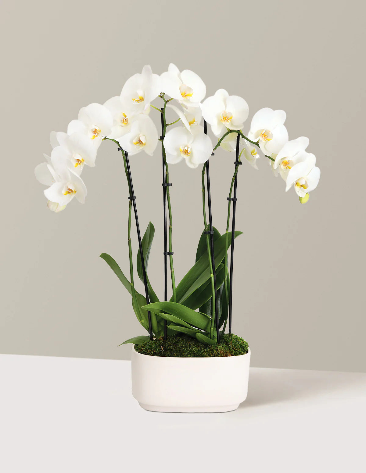 Orquidea Blanca