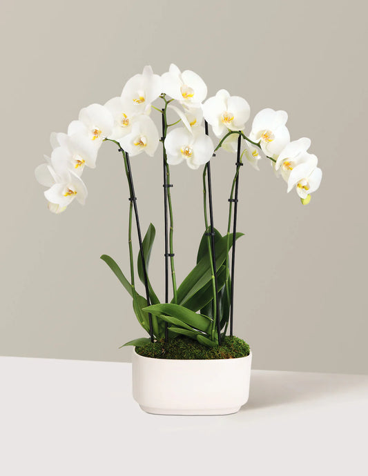 Orquidea Blanca